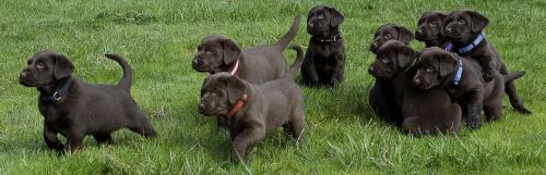 Labrador retrievers breeding dogs