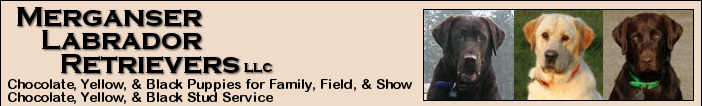 Merganser Labrador Retrievers - Chocolate, Yellow, & Black Puppies for Family, Field, & Show, Chocolate, Yellow, & Black Stud Dog Service