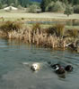 Out for a swim.