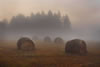 Foggy Bales 2