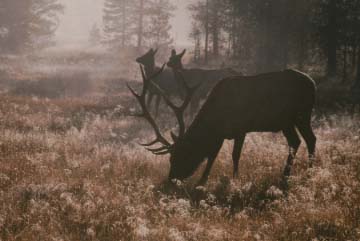 Misty Yellowstone Elk
