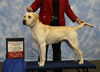 Lance achieving his International Show Champion title in October 2007. Lance was handled by Dianne.