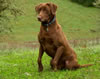 Nike, age 26 months, November 2012