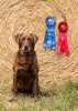 Trulines Wild Son QA2, MH, WCX (Nike) won the Amateur and placed 2nd in the Open at the Willamette Valley Retriever Club Field Trial July 21-23, 2017. 